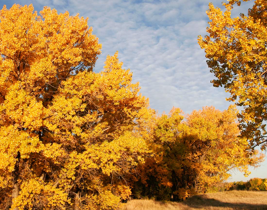 COTTONWOOD TREES IN FULL FALL COLOR.